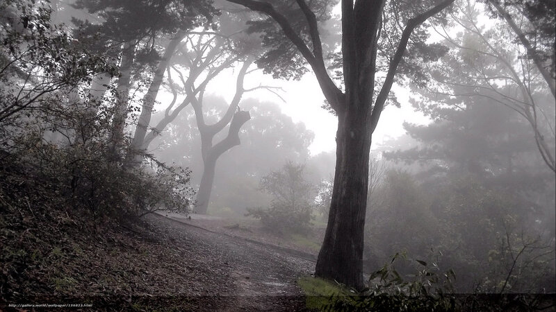 Foggy forest path