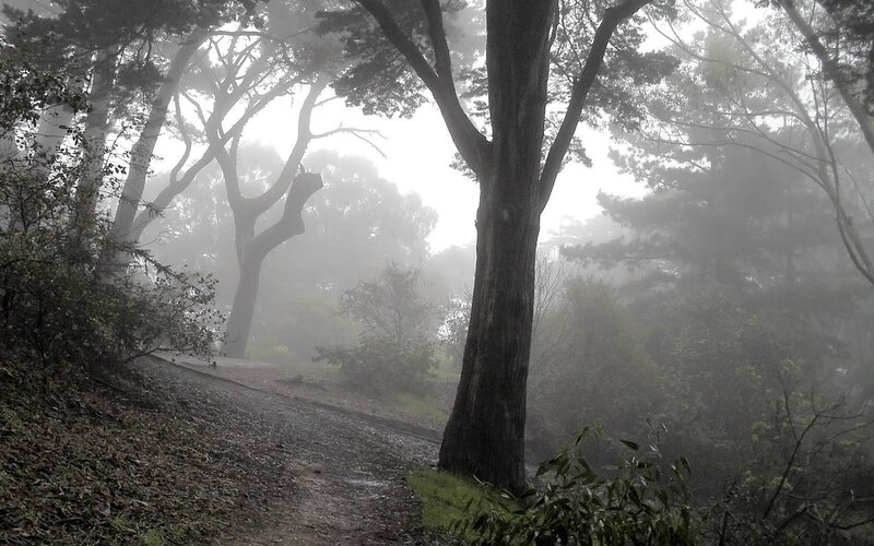 Foggy Forest Path — Trees