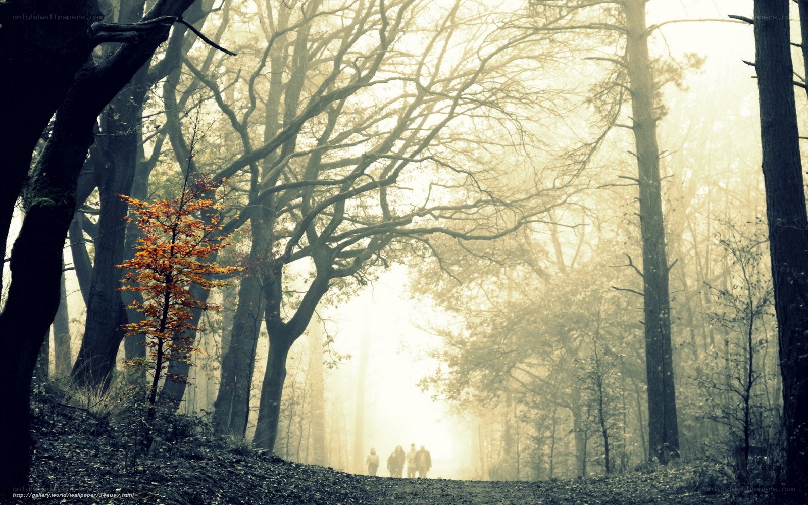 Foggy forest path with autumn tree