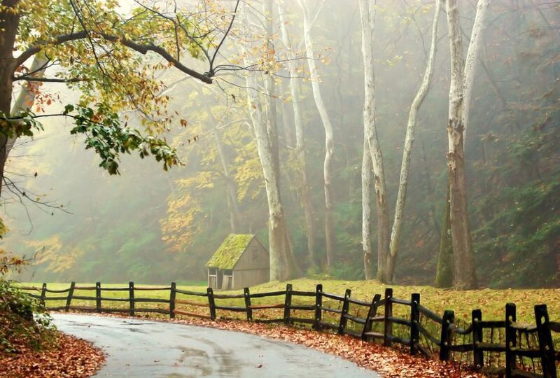 Foggy forest path with cabin