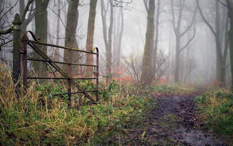Foggy forest path with gate