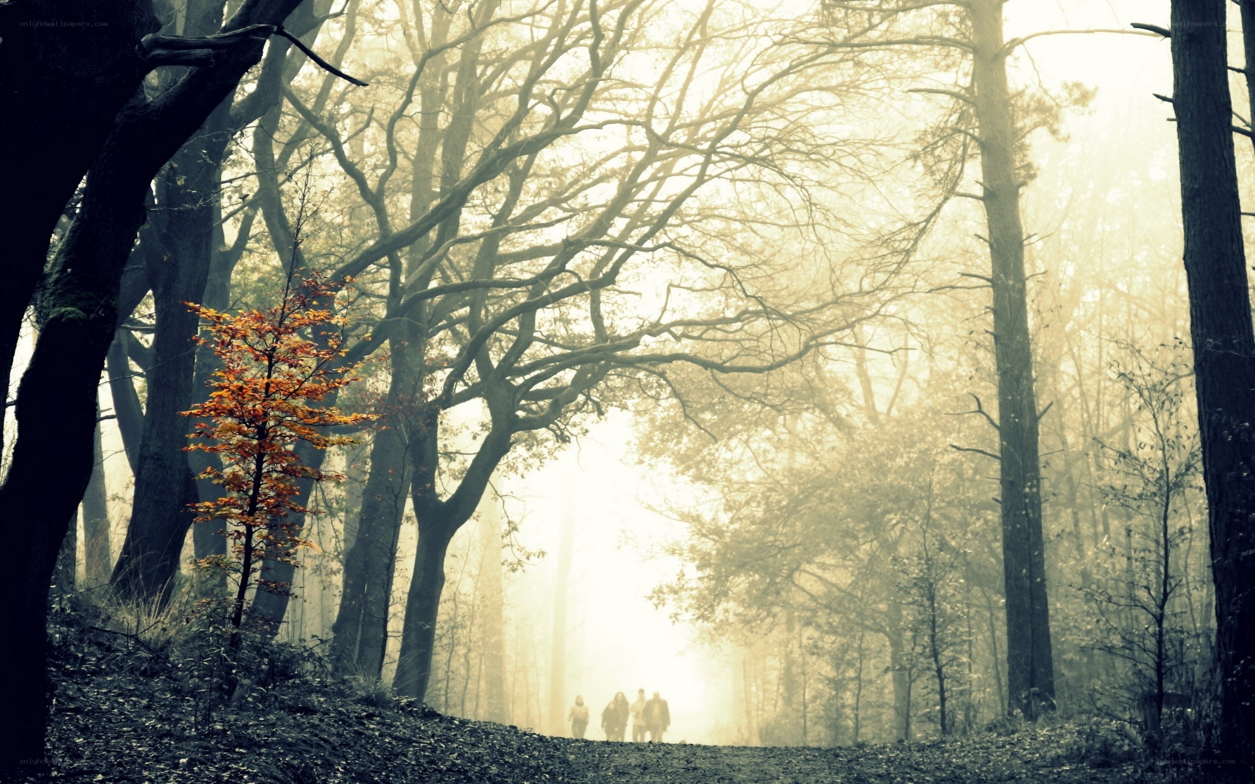 Foggy forest path with hikers