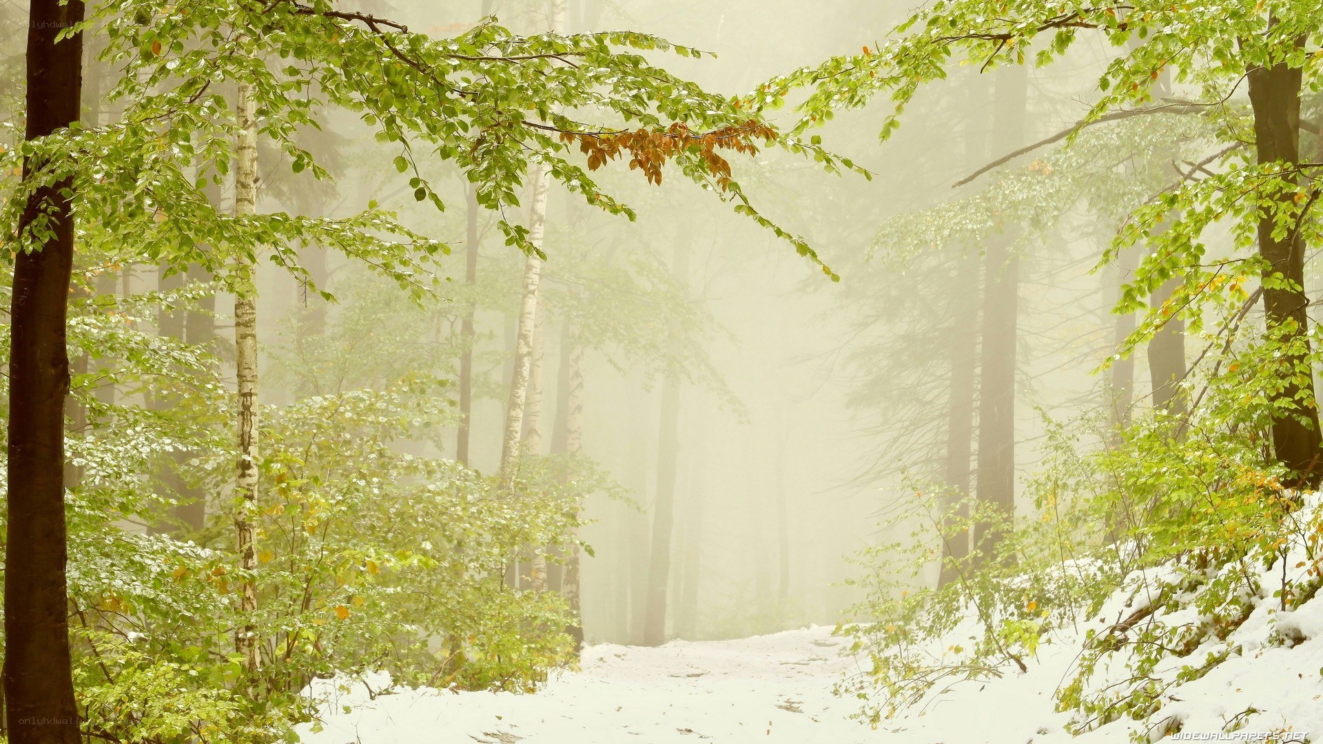 Foggy forest path with snow