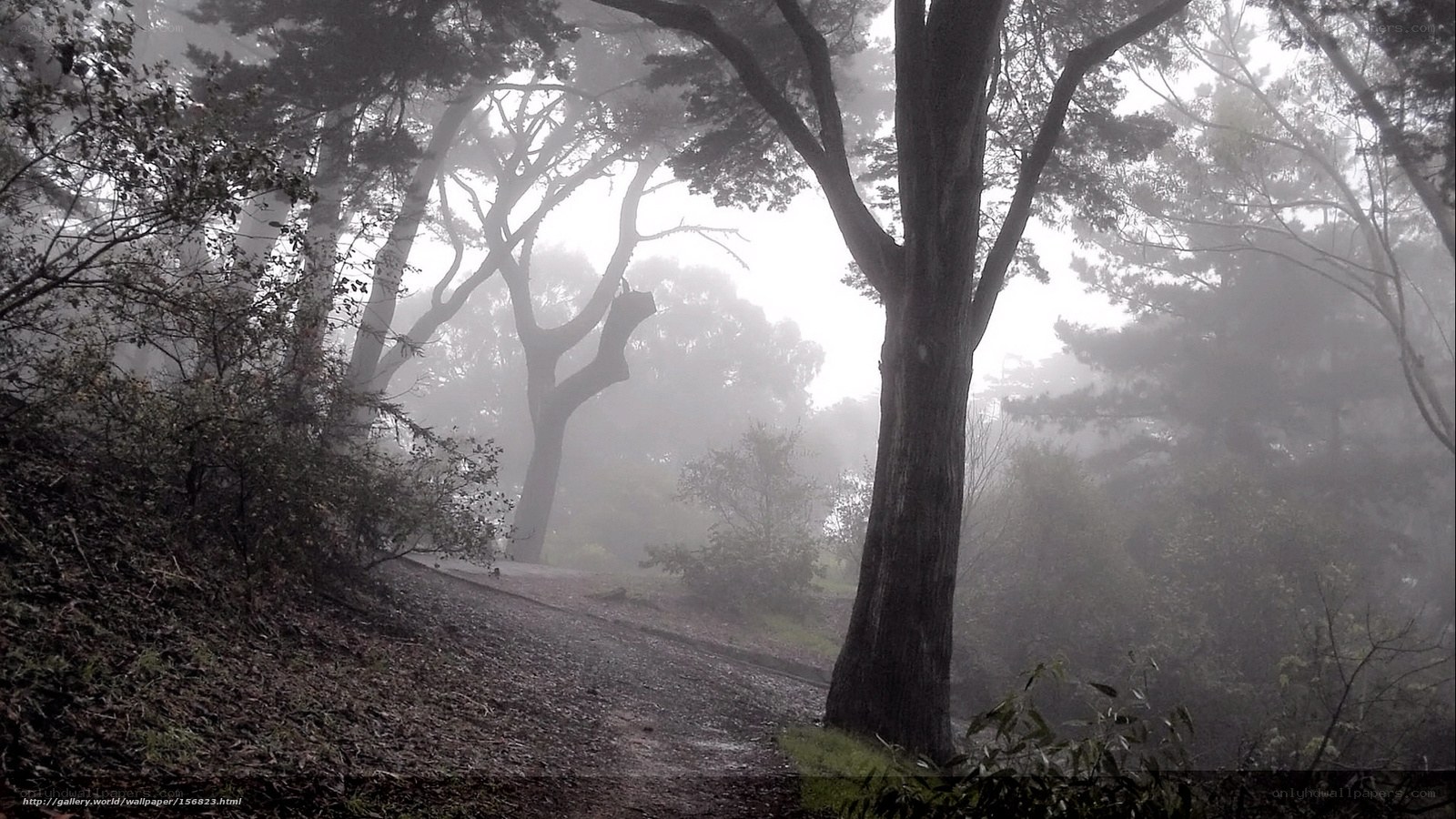 Foggy forest path