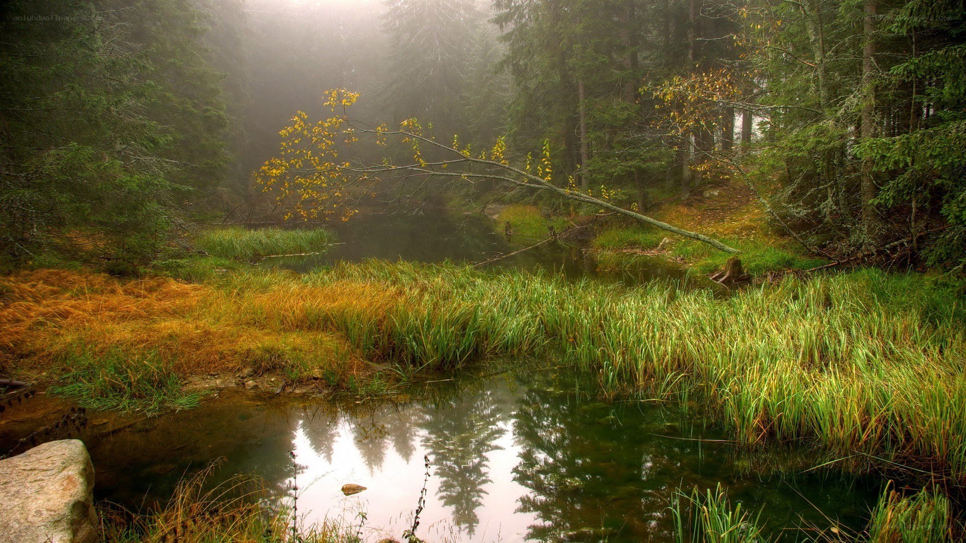 Foggy forest pond at dawn