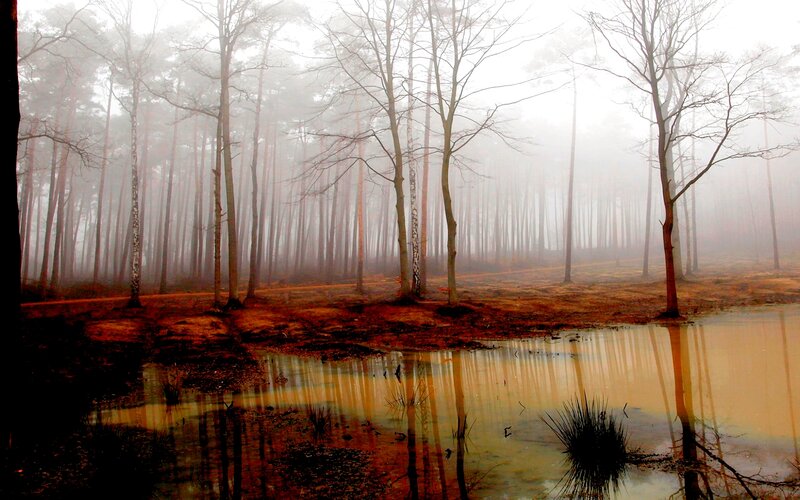 Foggy Forest Pond — Brown
