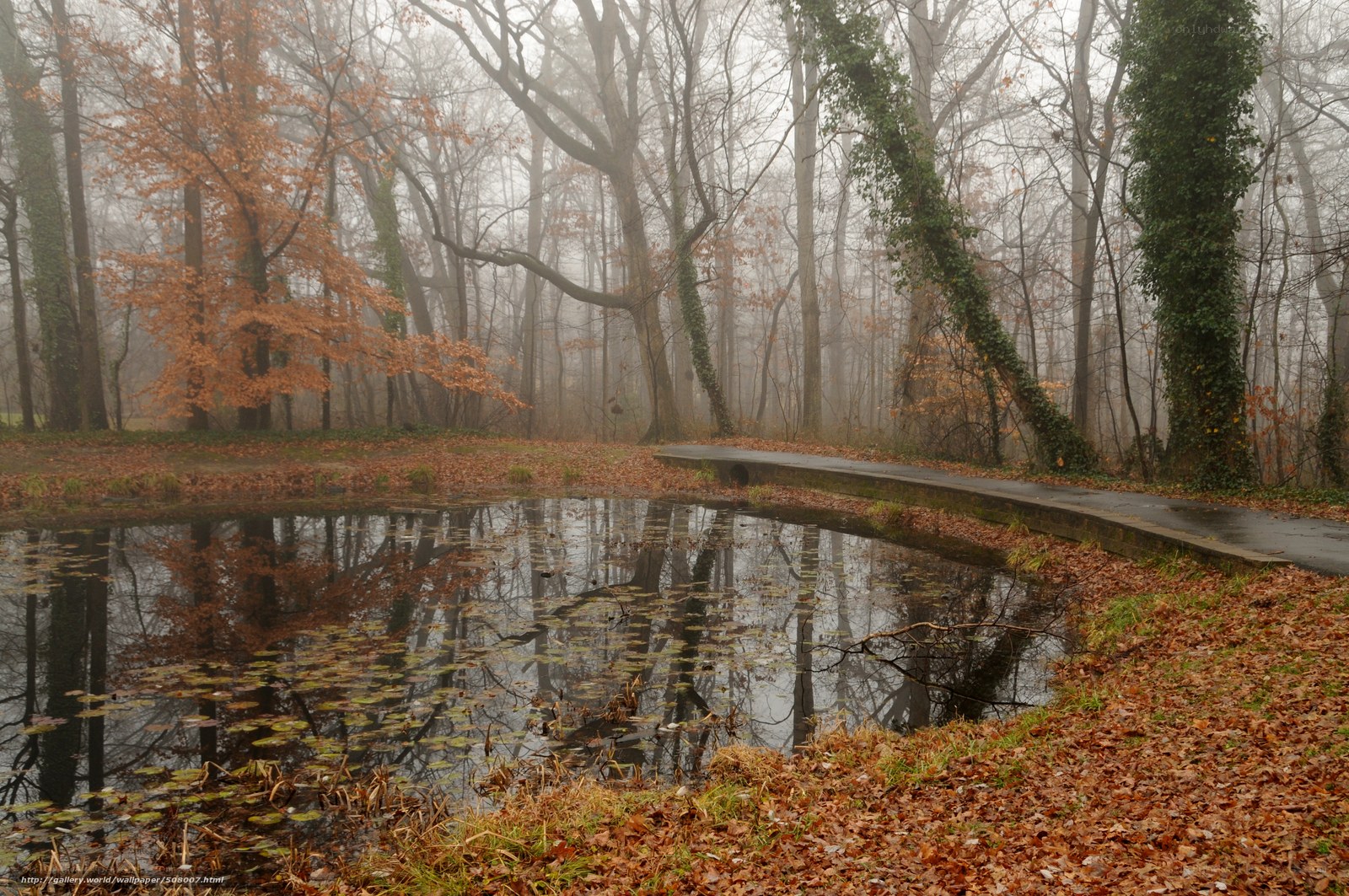 Foggy forest pond in autumn