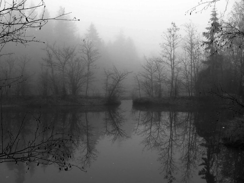 Foggy forest pond