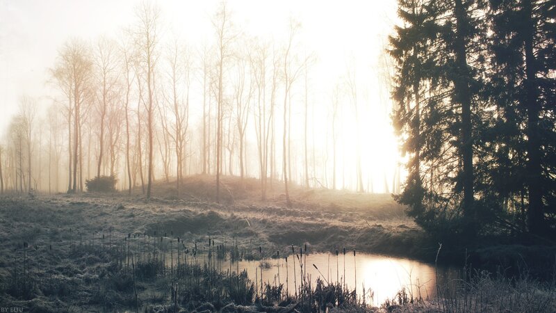 Foggy Forest Pond — White