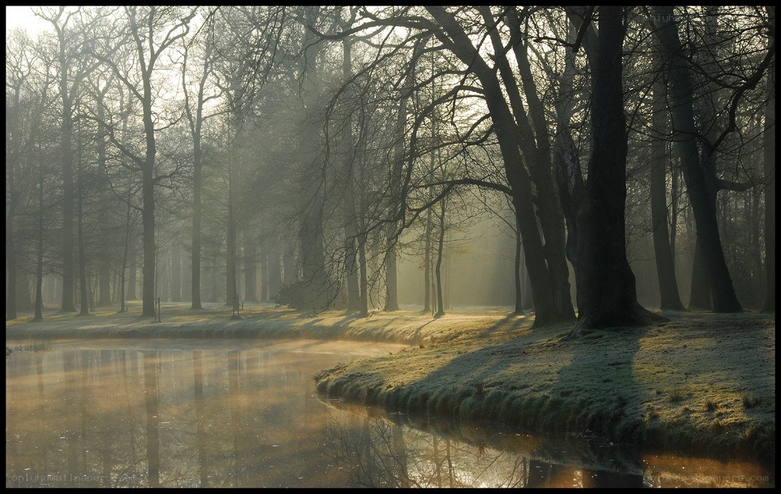 Foggy forest river at dawn
