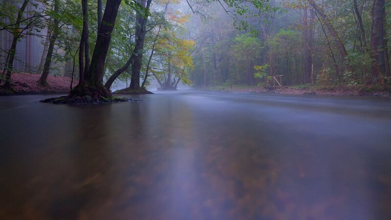 Foggy forest river scene