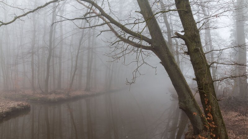 Foggy Forest River