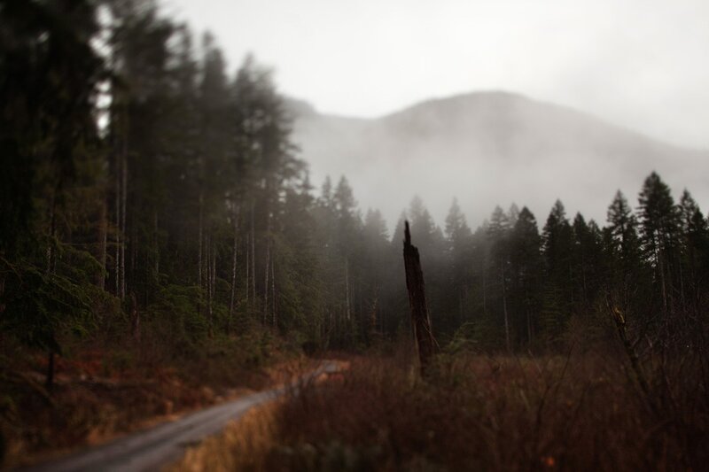 Foggy forest road