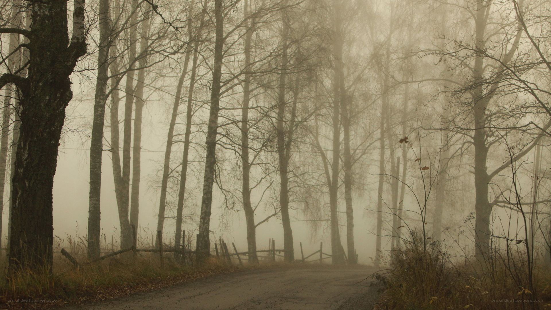 Foggy forest road