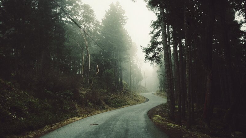 Foggy forest road