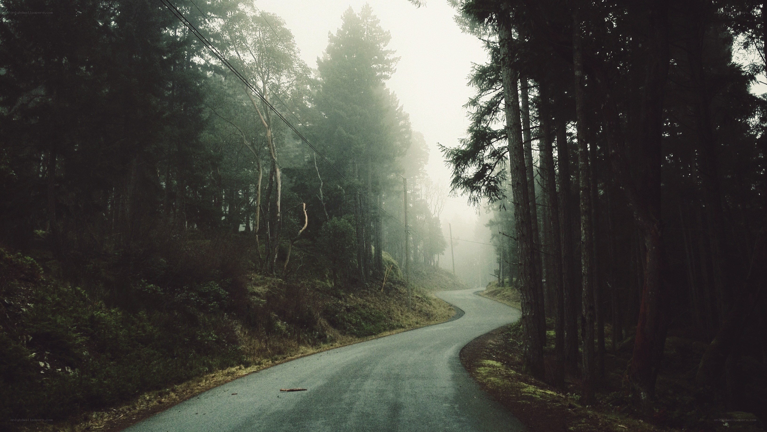 Foggy forest road