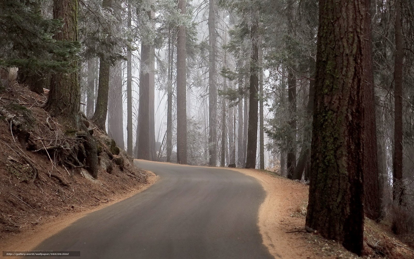 Foggy forest road