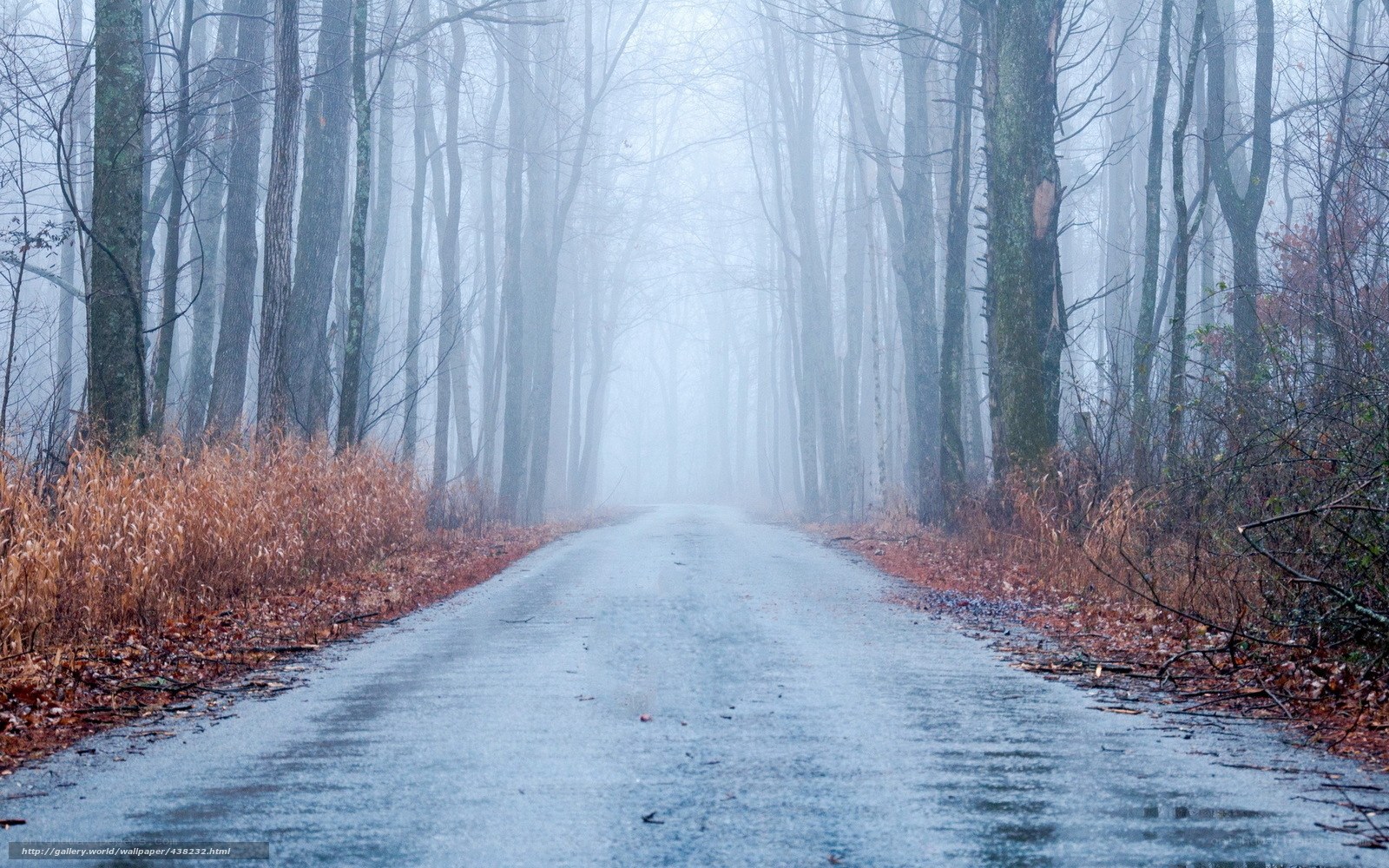 Foggy forest road