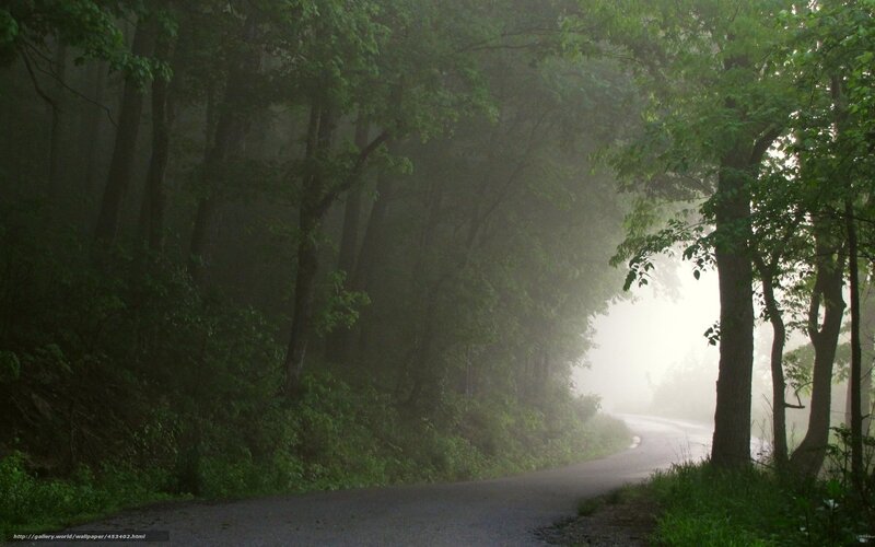 Foggy forest road