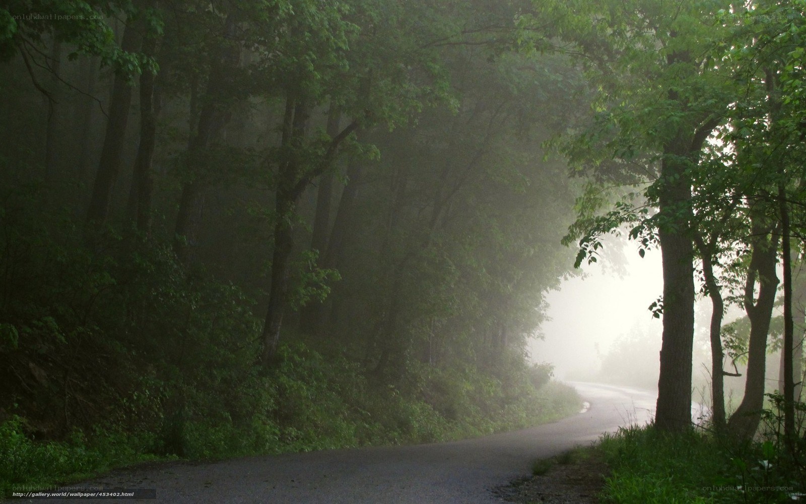 Foggy forest road