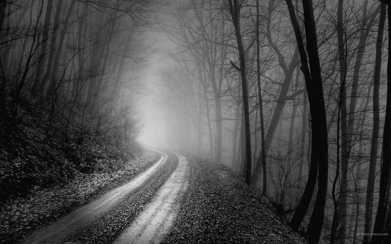 foggy forest road