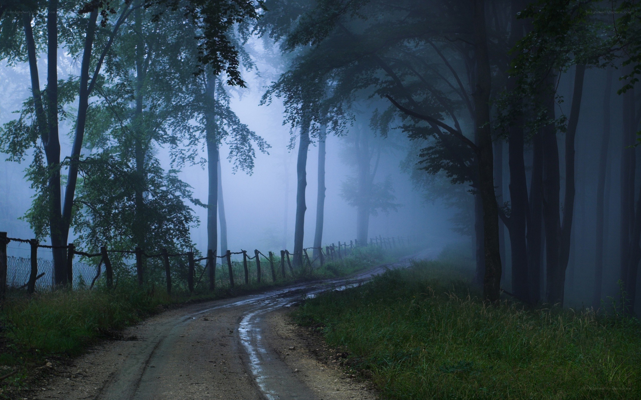 Foggy forest road at dawn