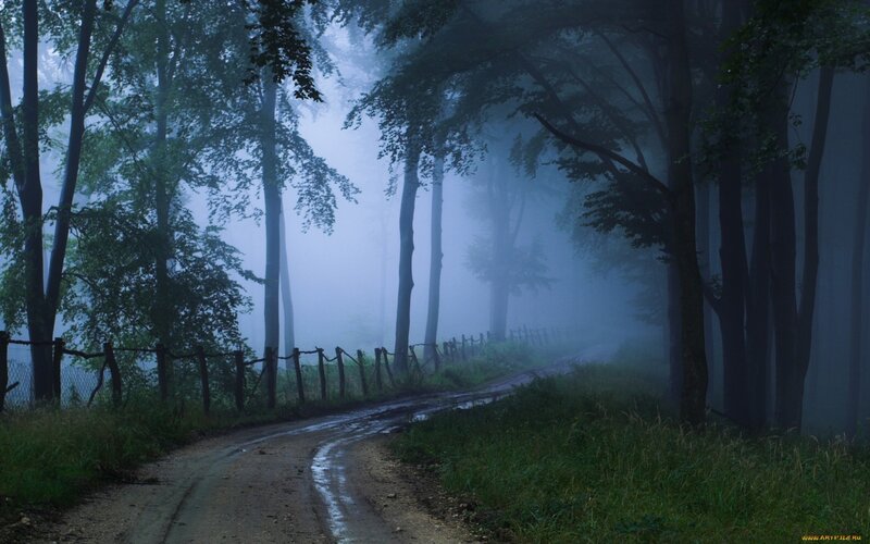 Foggy forest road at dawn