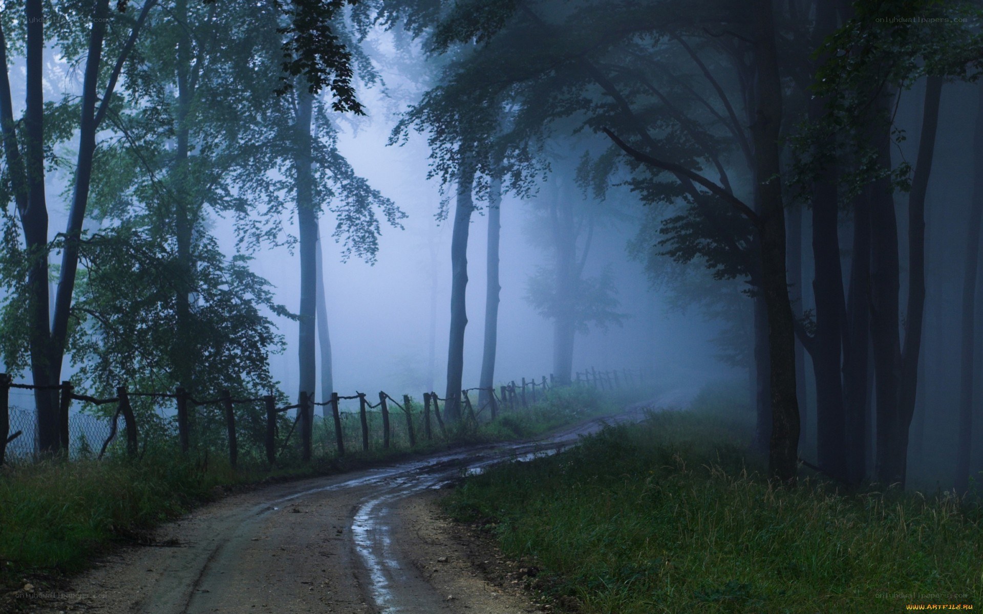 Foggy forest road at dawn