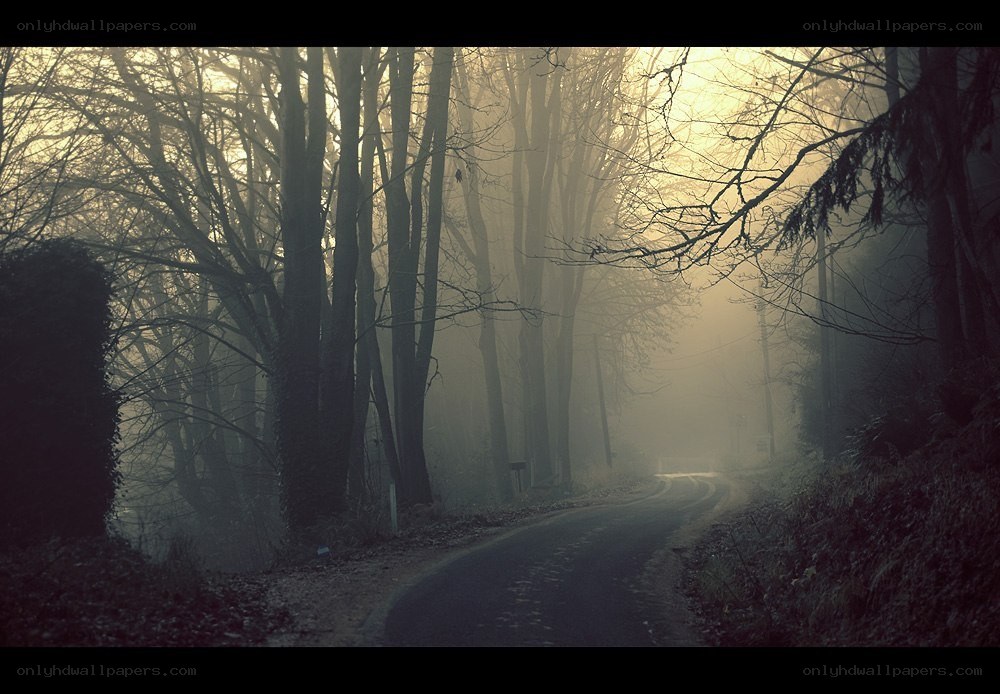 Foggy forest road at dawn