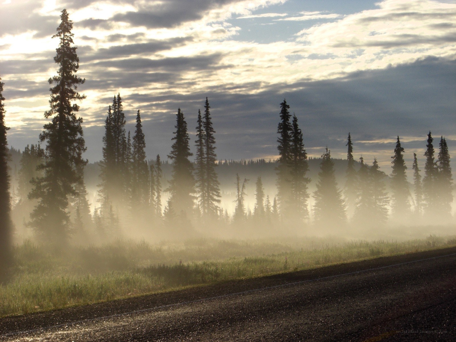 Foggy forest road at dawn