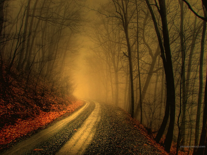 Foggy forest road at dusk