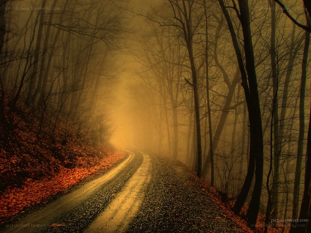 Foggy forest road at dusk