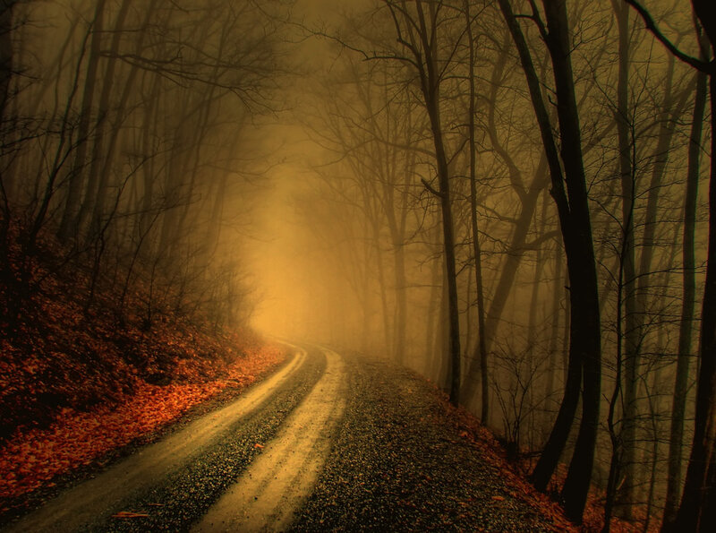 foggy forest road at dusk