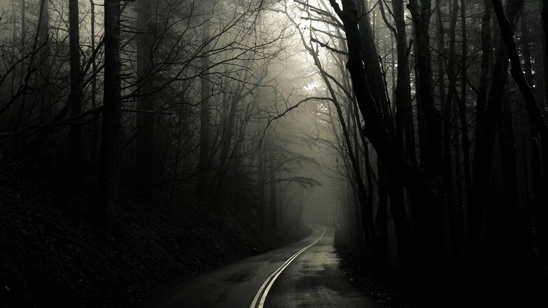 foggy forest road at night