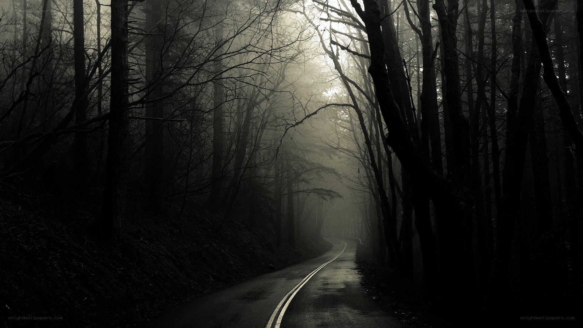 foggy forest road at night