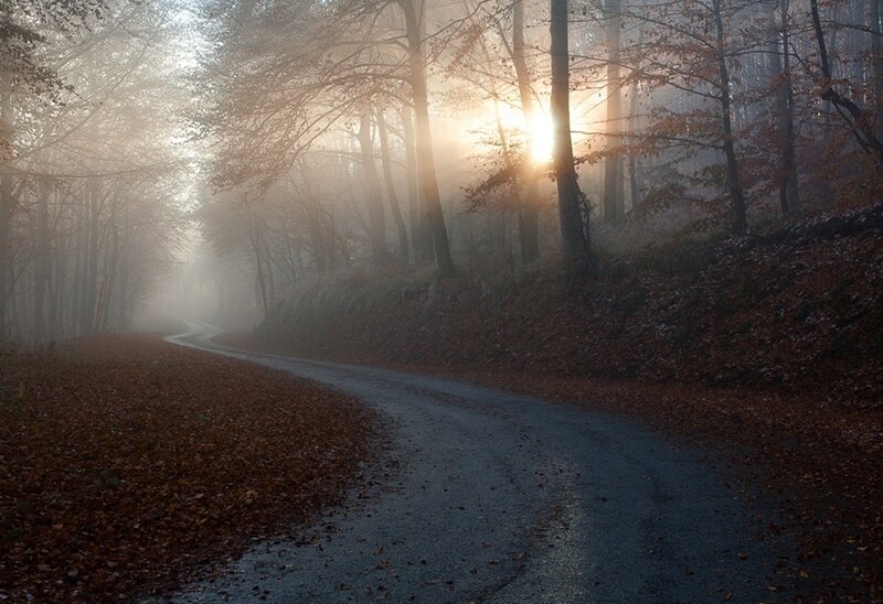 Foggy forest road at sunrise