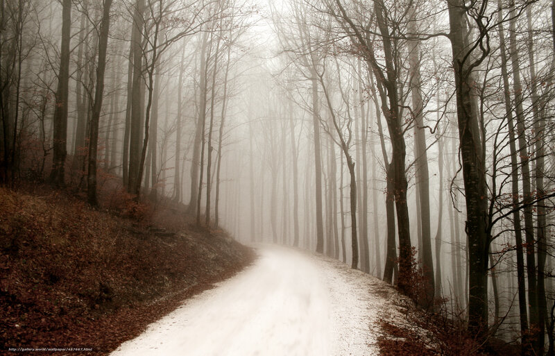 Foggy Forest Road — Brown, Misty, Autumn