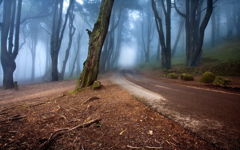 Foggy Forest Road — Brown, Misty, Morning