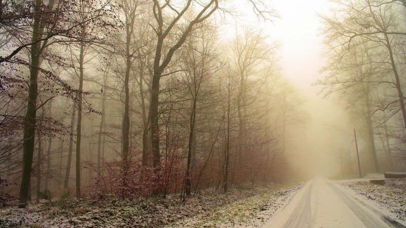 Foggy Forest Road — Brown, Misty
