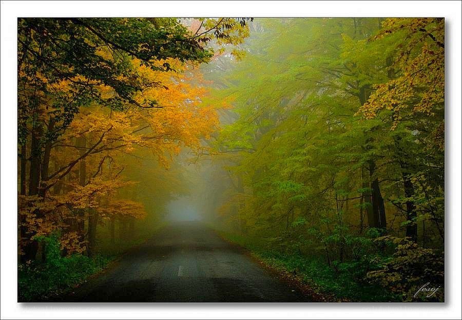 Foggy forest road in autumn