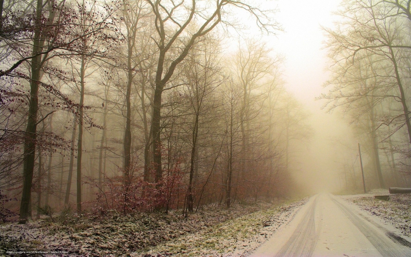 Foggy forest road in winter