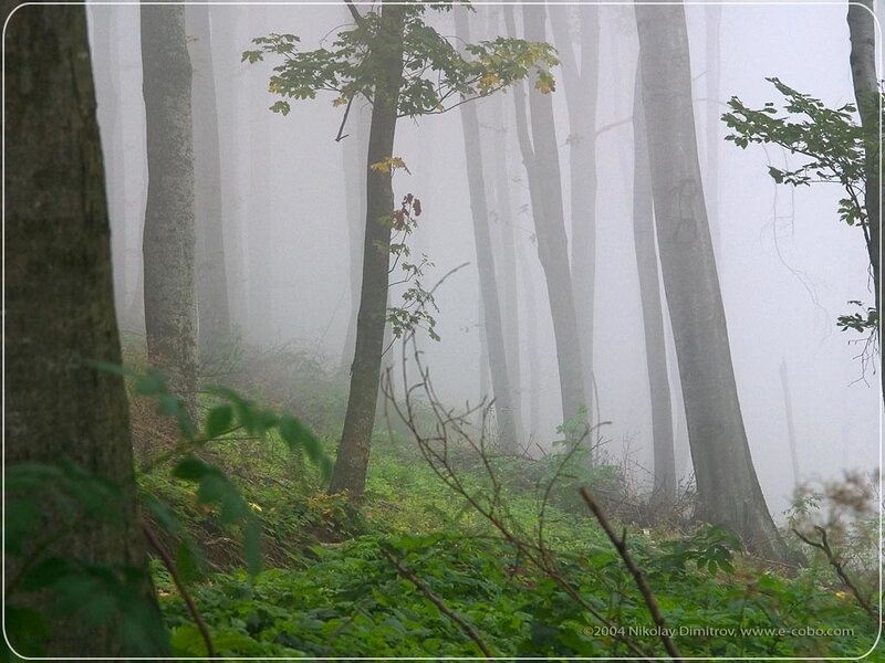 Foggy forest scene