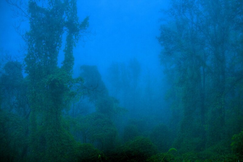 Foggy Forest Scene — Blue