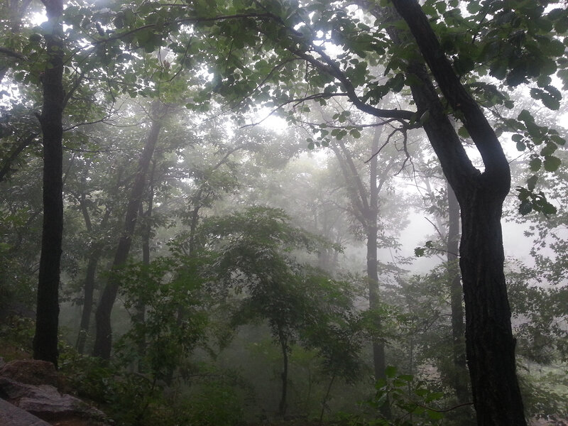 Foggy Forest Scene — Green