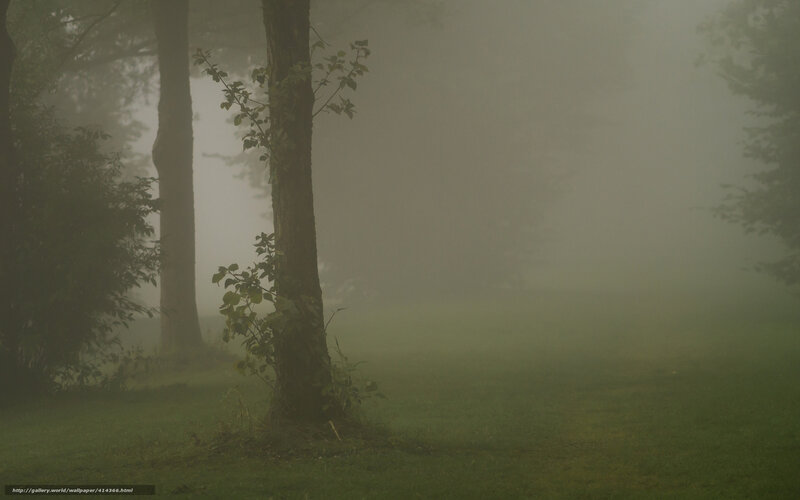 Foggy forest scene