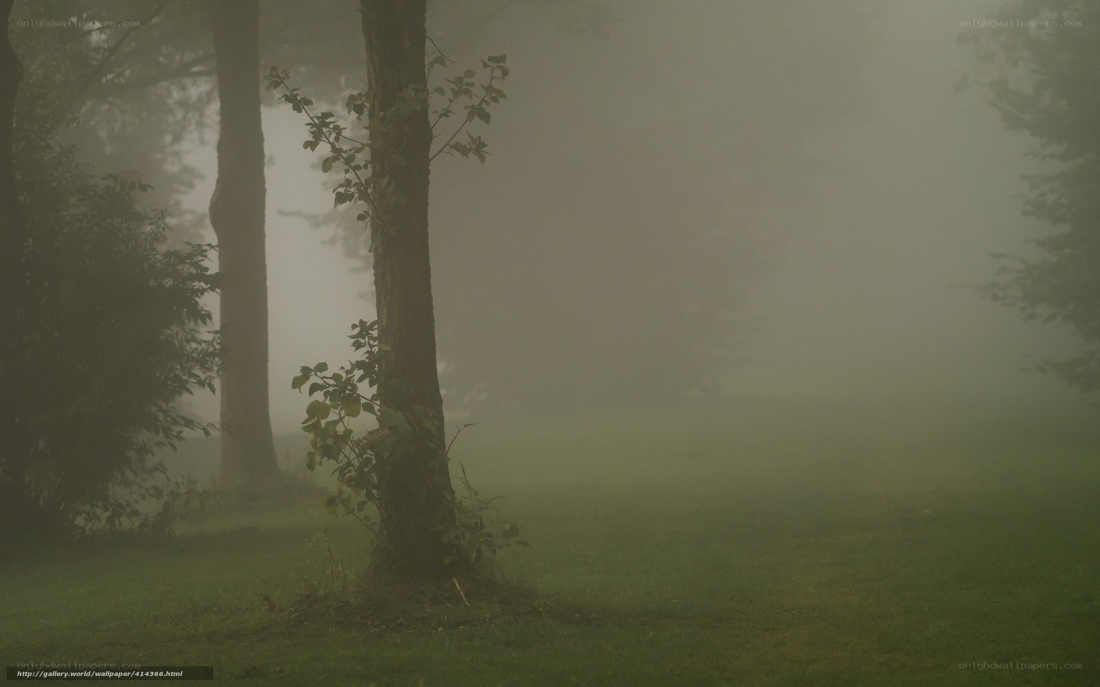 Foggy forest scene