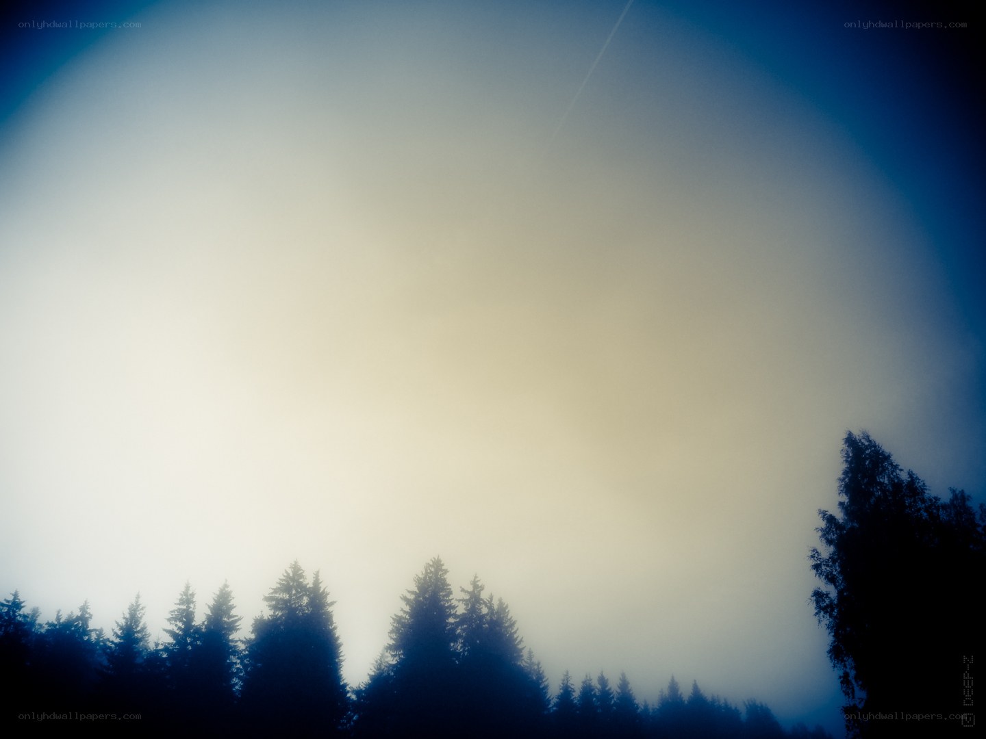 Foggy forest silhouette