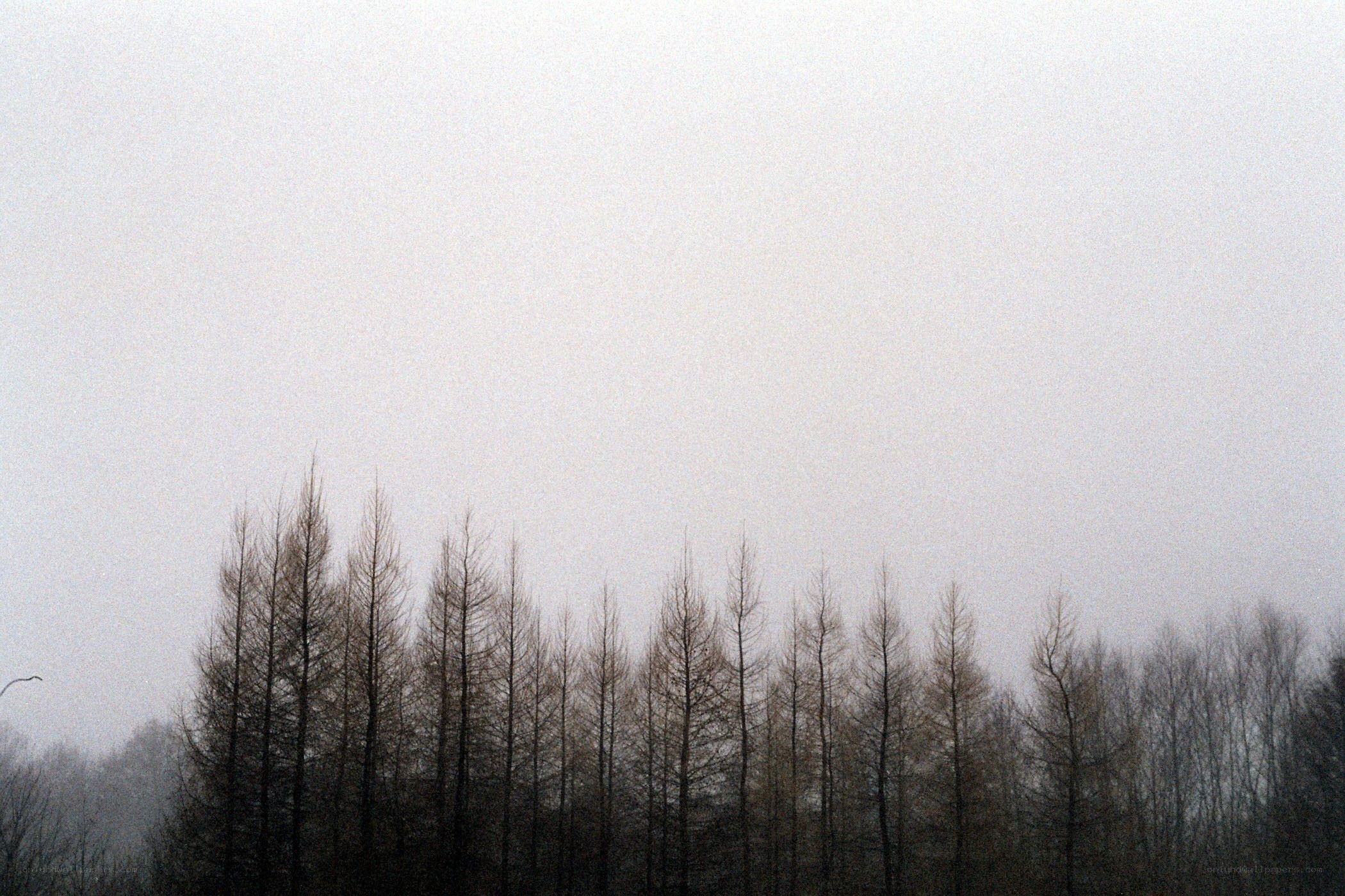 Foggy forest silhouette