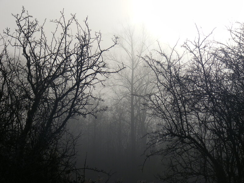 Foggy forest silhouette