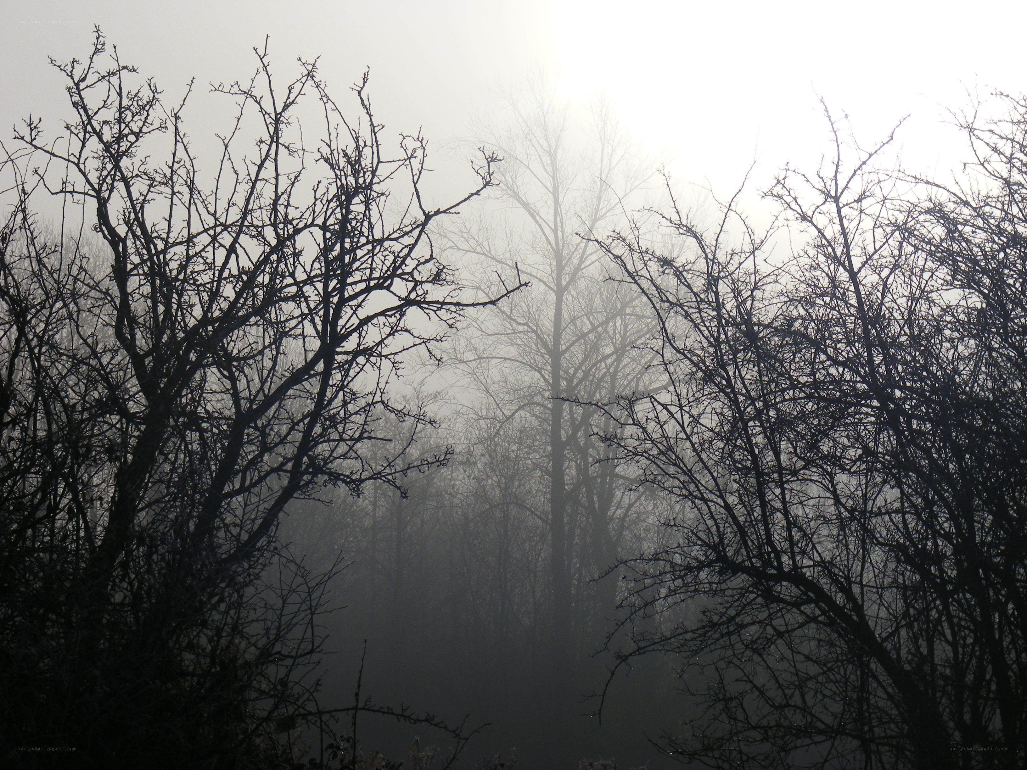 Foggy forest silhouette